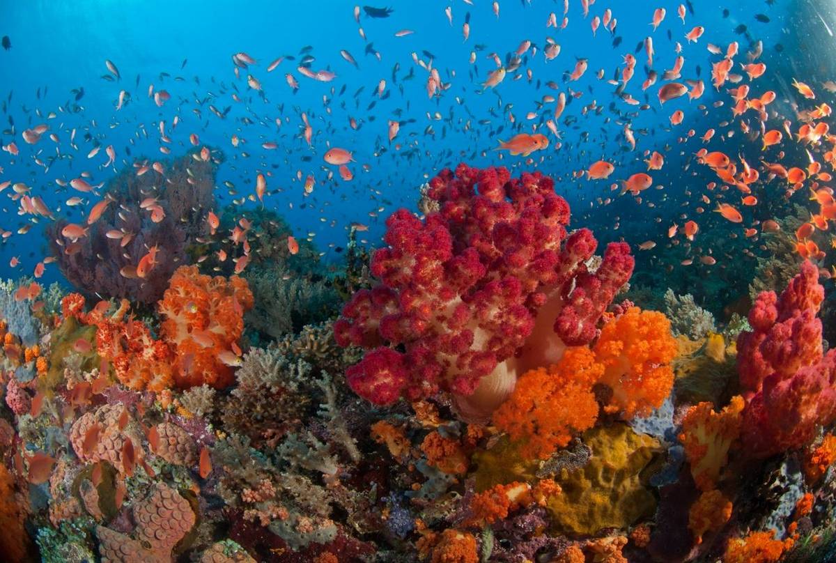 Raja Ampat reef