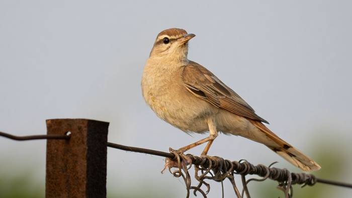 Rufous-tailed Scrub Robin (Simon Tonkin) (3).jpg