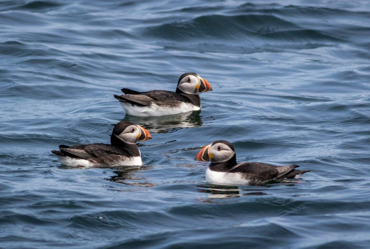 Puffins