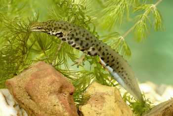 Smooth Newt - Dr Kevin Elsby FRPS