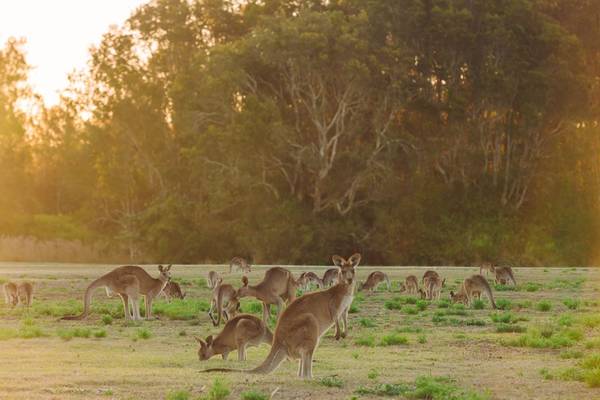 Kangaroos, Australia shutterstock_245772577.jpg