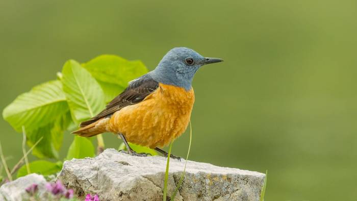 Common Rock Thrush