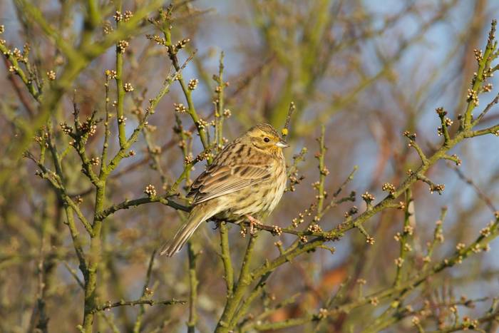 Cirl Bunting shutterstock_146837204.jpg