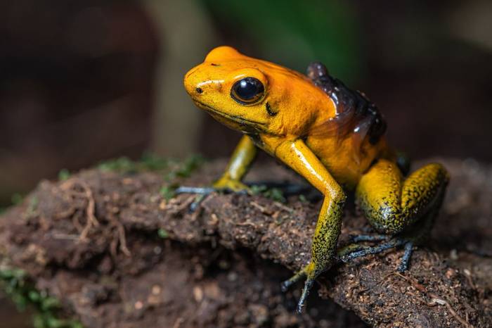 Black-legged Poison Frog (Phyllobates bicolor) © Alejandro Grajales