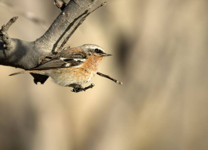 Eversmann's Redstart