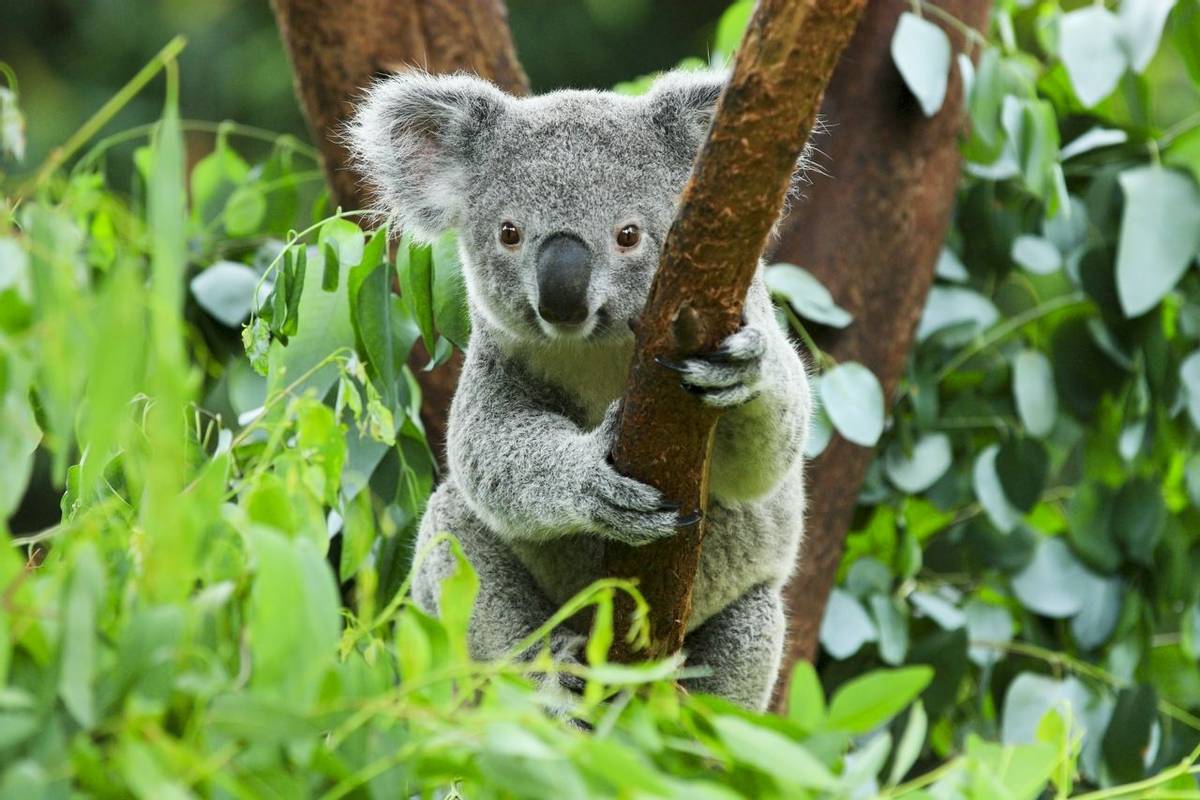 Koala, Australia shutterstock_156828680.jpg