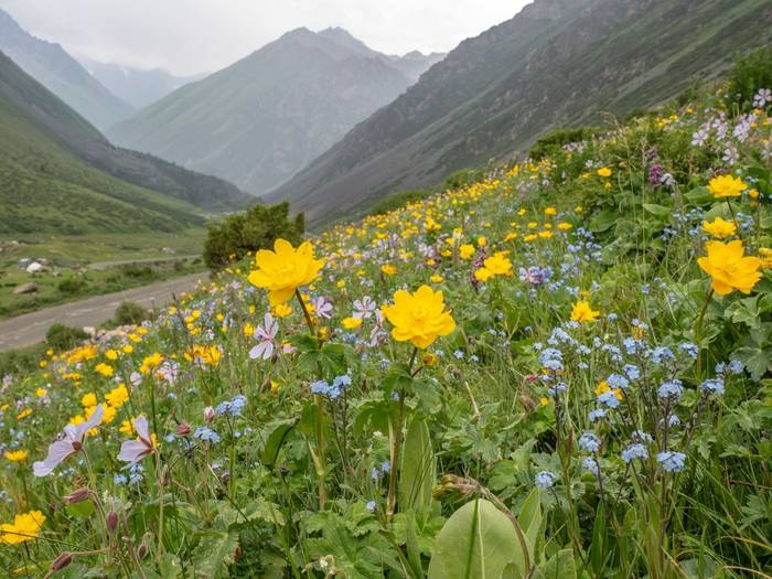 Kyrgyzstan mountain flora © Machiel Valkenburg, June 2025