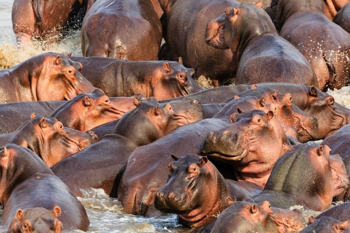 Hippos, South Luangwa, Zambia Shutterstock 562459846