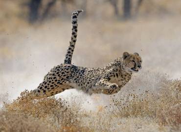 Namibia - Predators Direct!