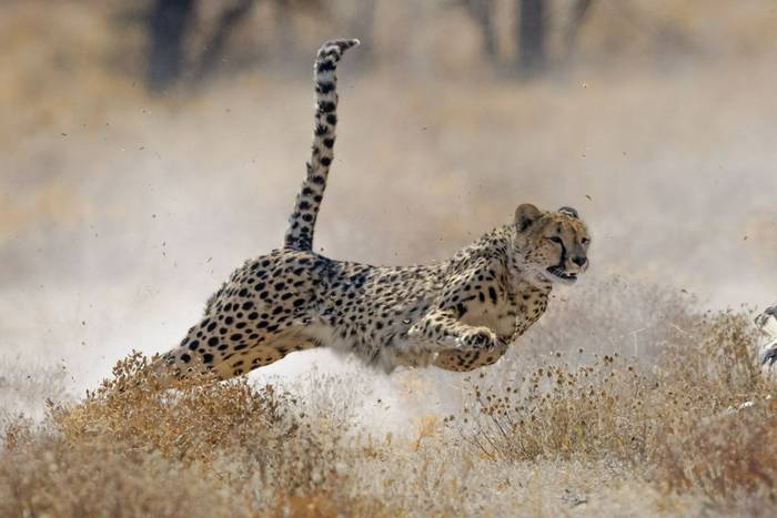 Cheetah, Etosha