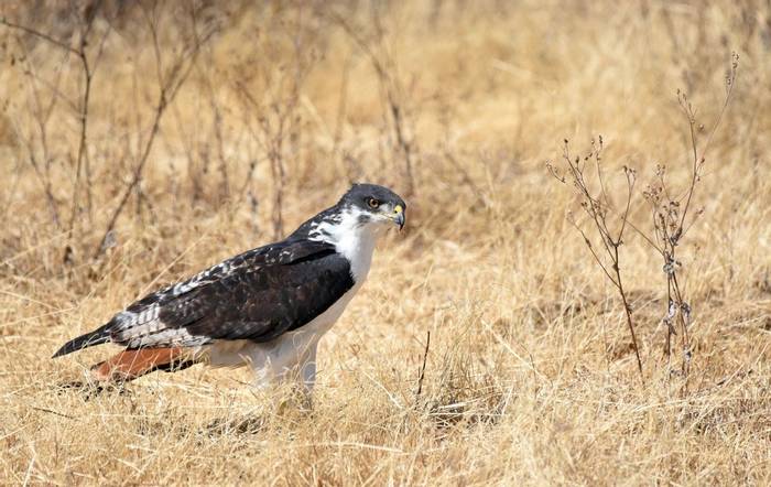 Augur Buzzard