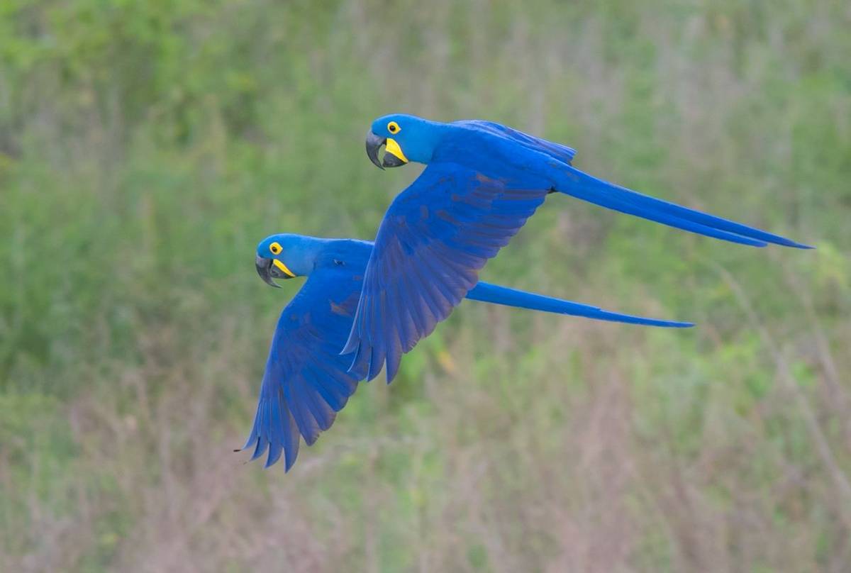 Hyacinth Macaws (Tim Melling)