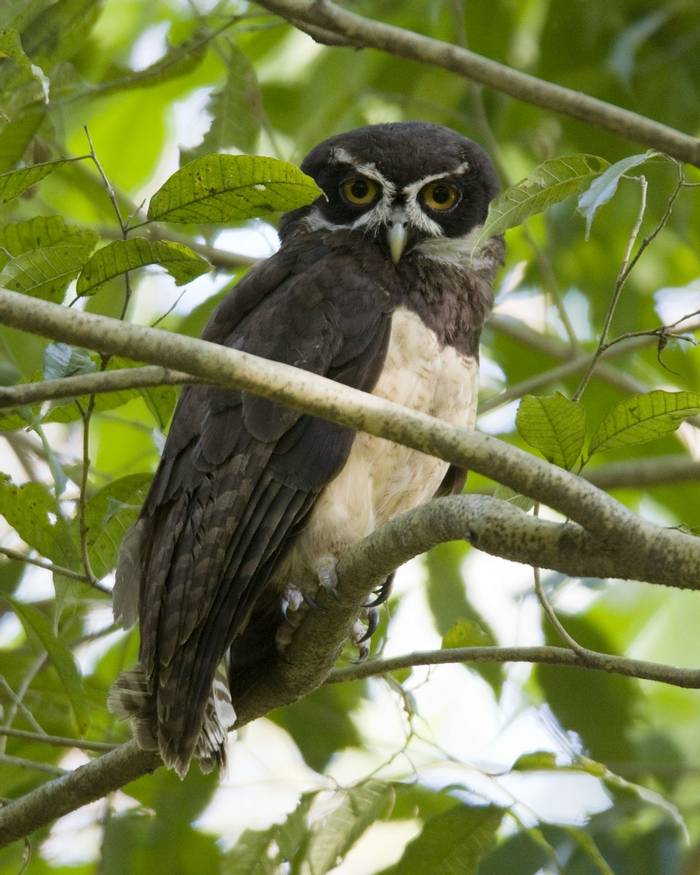 Spectacled Owl, Costa Rica shutterstock_111905951.jpg
