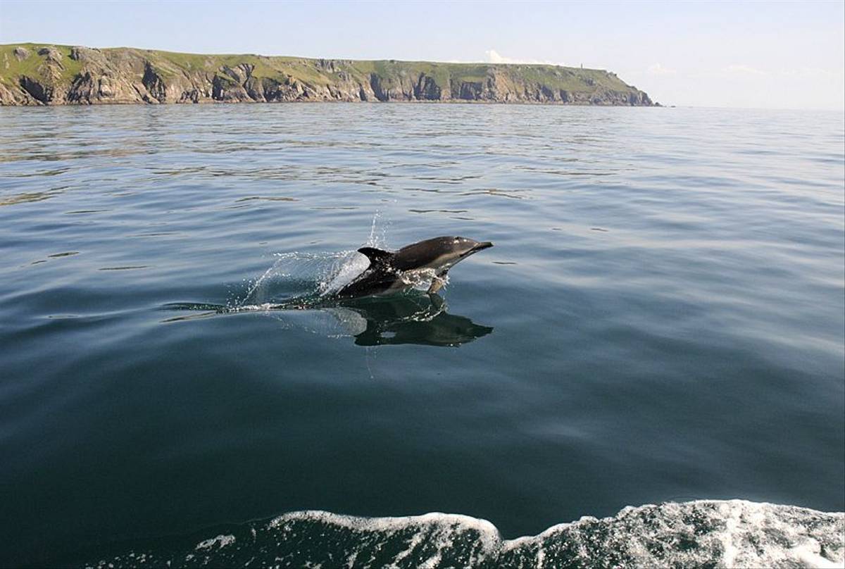 Common Dolphin