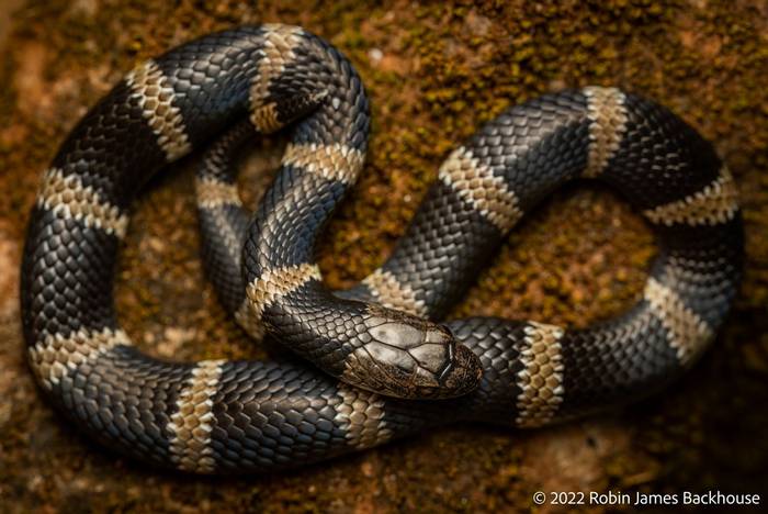 East African Garter Snake (Elapsoidea loveridgei) © Robin James Backhouse