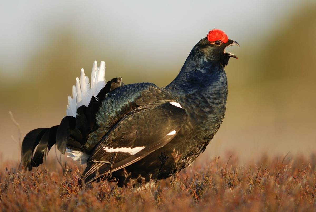 Black Grouse shutterstock_85710383.jpg