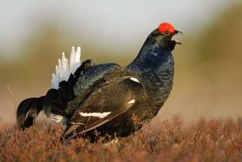 Black Grouse shutterstock_85710383.jpg