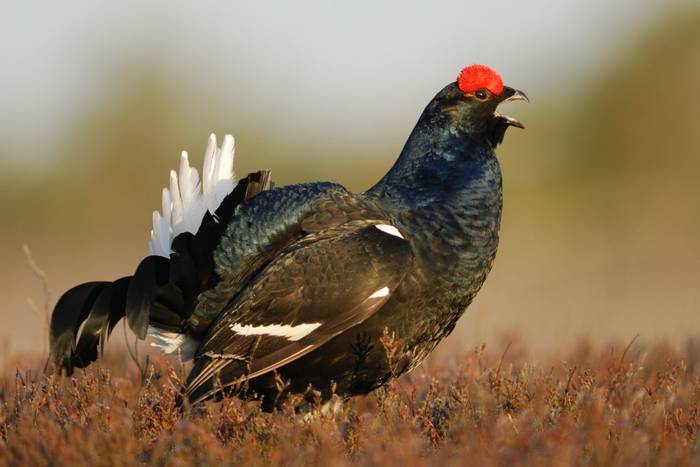 Black Grouse shutterstock_85710383.jpg