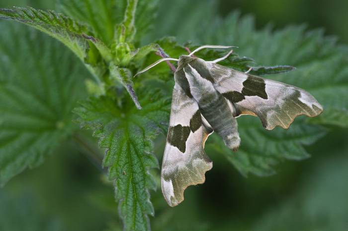 Lime Hawk-moth © Josh Phangurha