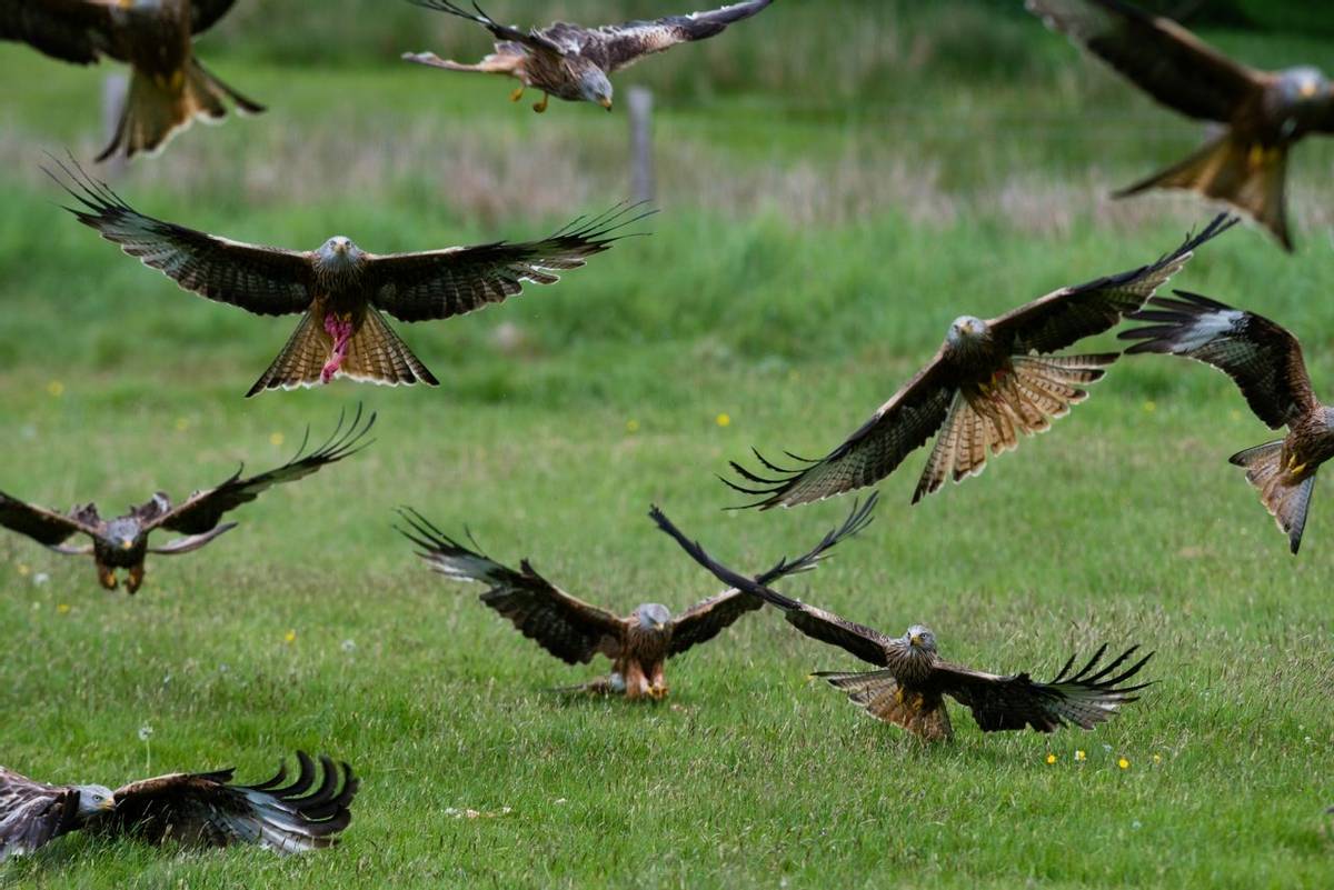 The Red Kite Centre in Gigrin, Rhayader, Powys, Mid Wales