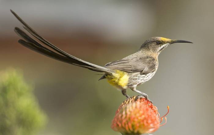 Cape Sugarbird shutterstock_491608519.jpg