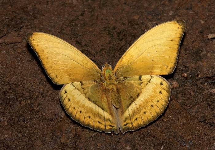 Common Yellow Glider, Bobiri Butterfly Sanctuary, Bill Berthet.jpg
