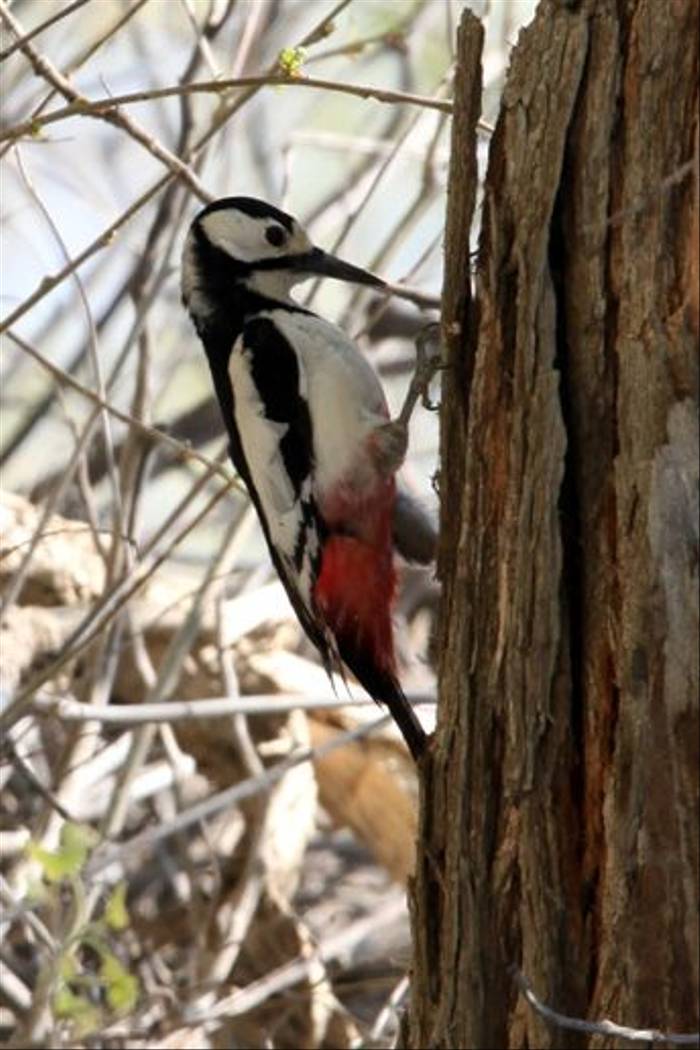 White-winged Woodpecker (Phil Haywood)