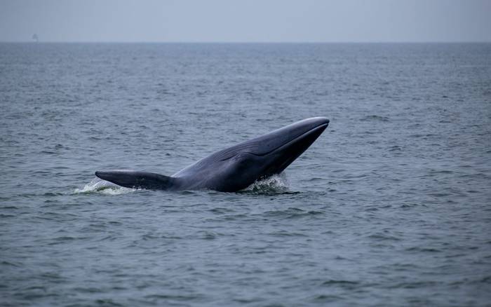 Bryde's Whale shutterstock_2212590543.jpg
