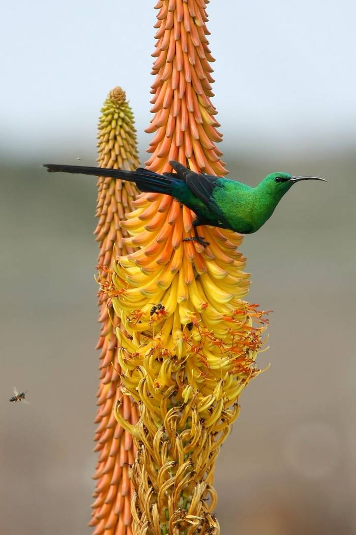 South Africa. Malachite Sunbird. shutterstock.jpg