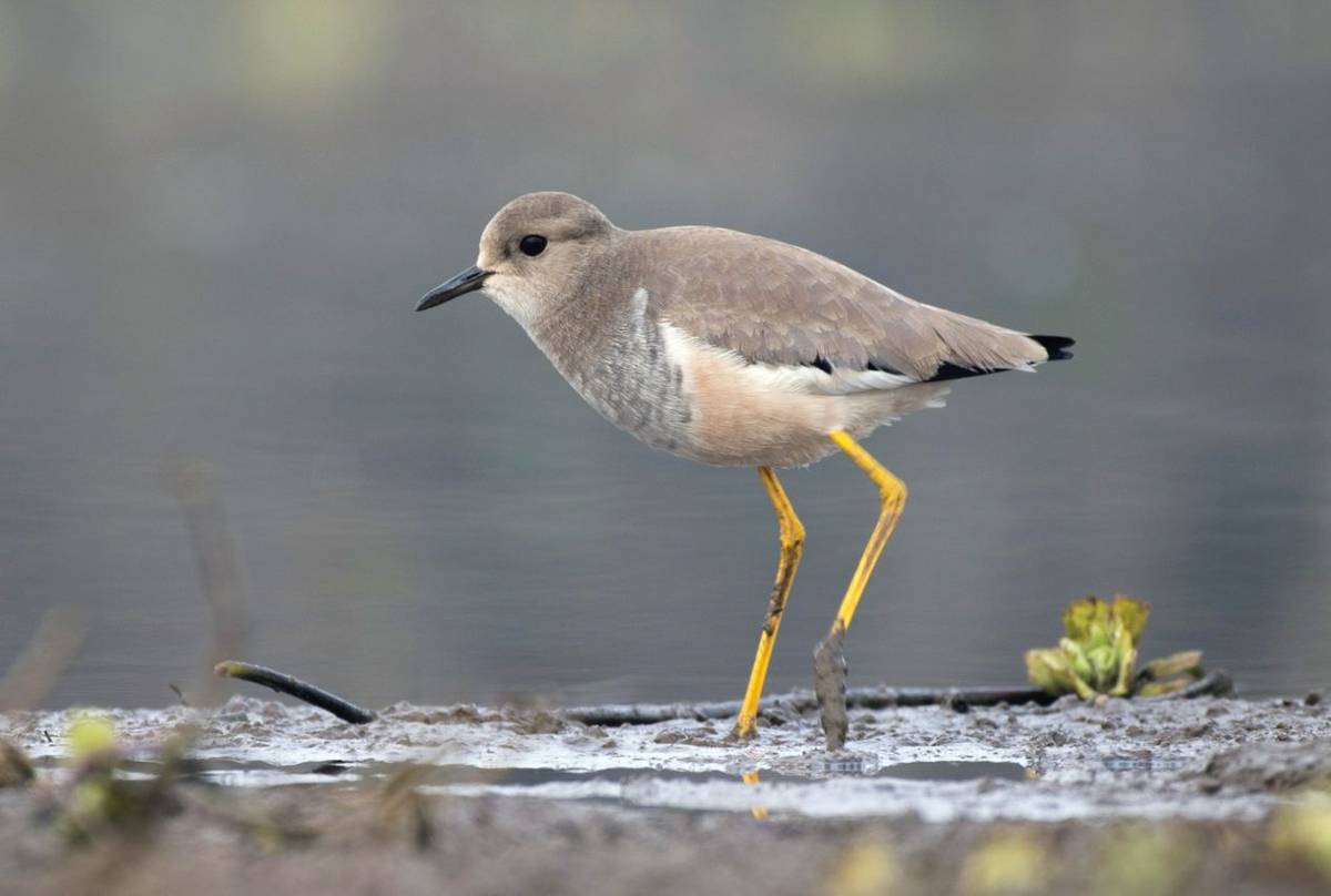 White-tailed Lapwing