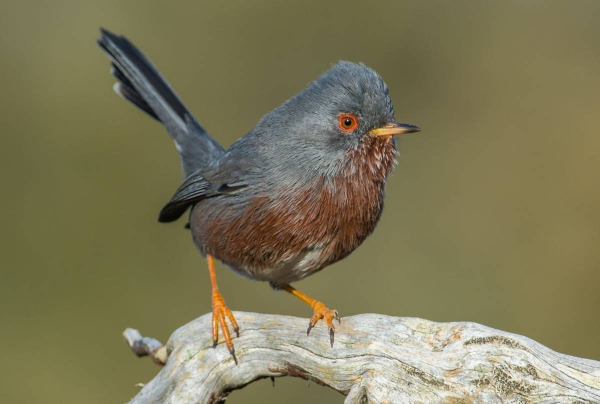 Dartford Warbler shutterstock_1036471738_cropped.jpg