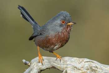 Dartford Warbler shutterstock_1036471738_cropped.jpg
