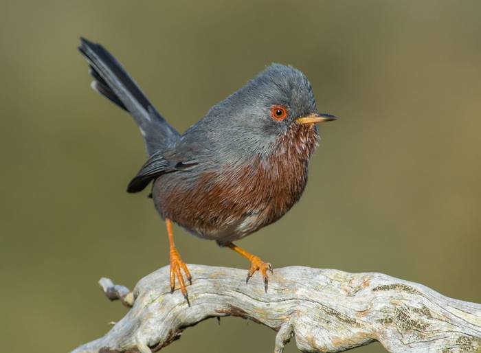 Dartford Warbler shutterstock_1036471738_cropped.jpg