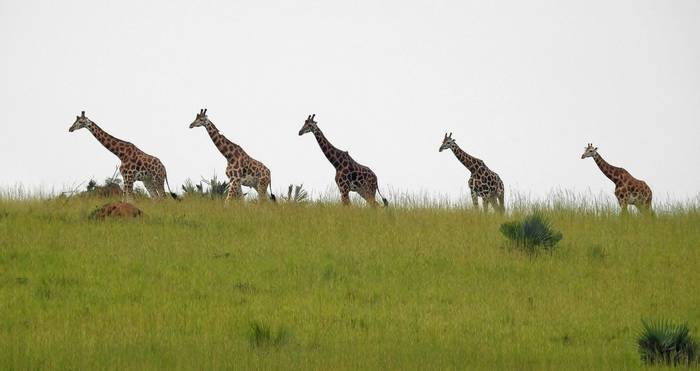 Rothschild's Giraffes © Dorril Polley