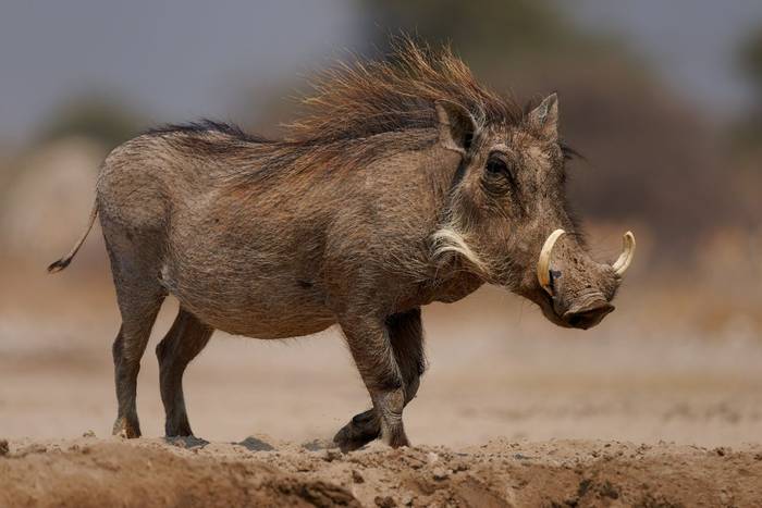 Common Warthog, Namibia shutterstock_2689101619.jpg