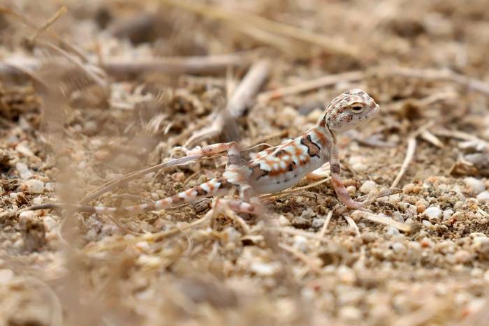 Tuvan Toad-headed Agama (Luca Boscain)