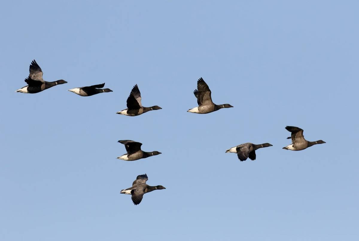 Brent Geese