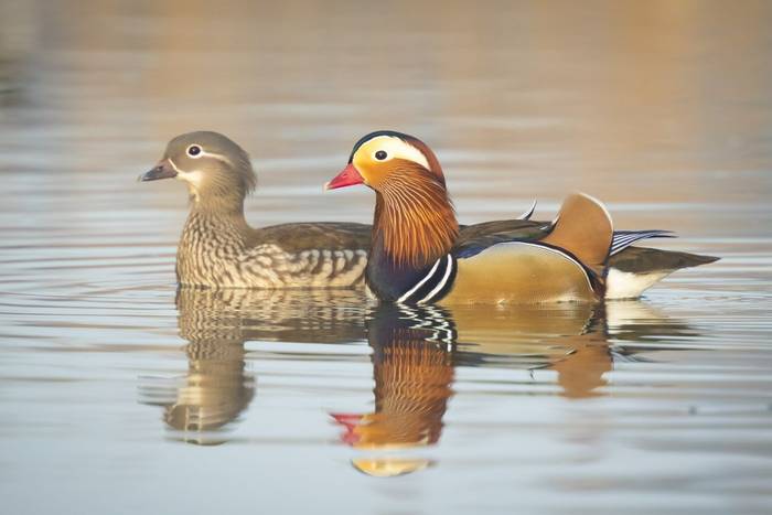 Mandarin Duck shutterstock_277345448.jpg