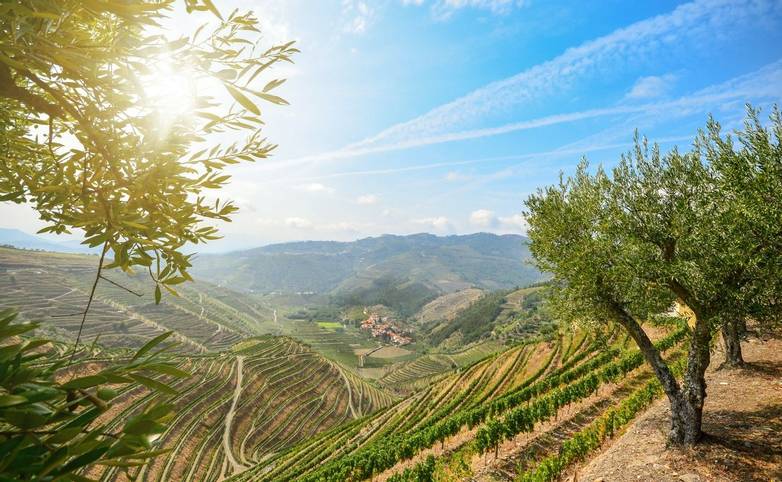 Vineyards and olive trees in the Douro Valley near Lamego, Portugal Europe