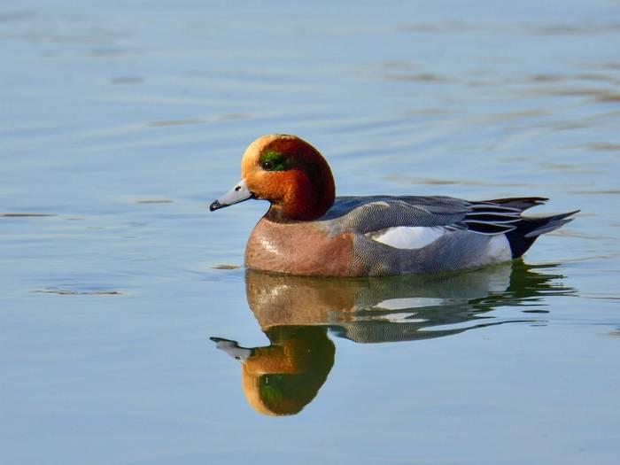 Wigeon shutterstock_1410058778.jpg
