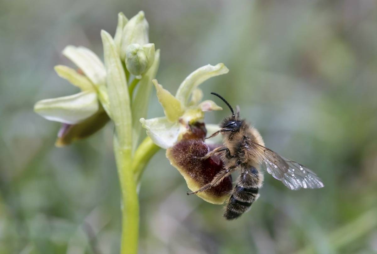 Early Spider Orchid with Andrena nigroaena (Bob Eade)