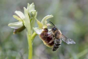 Early Spider Orchid with Andrena nigroaena (Bob Eade)
