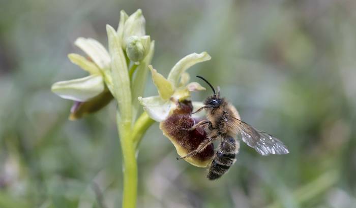 Early Spider Orchid with Andrena nigroaena (Bob Eade)