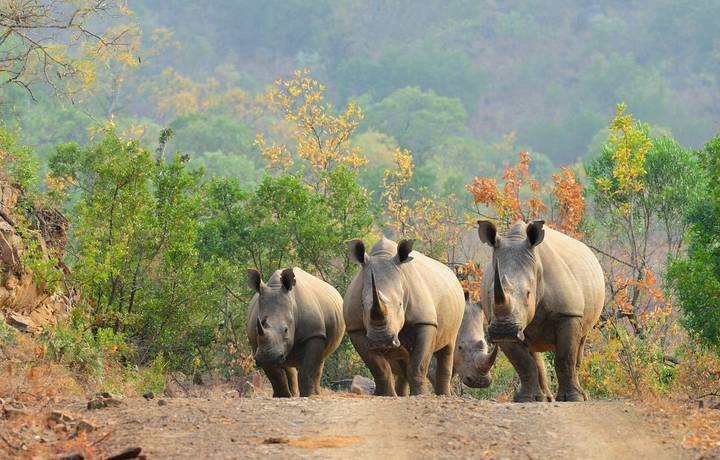 White rhinos on the road White rhinos on the road