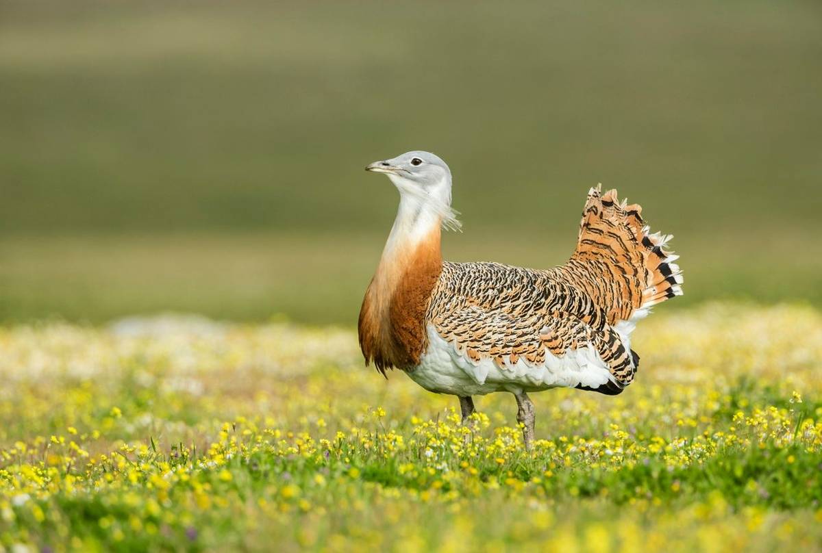 Great Bustard shutterstock_1540689947.jpg