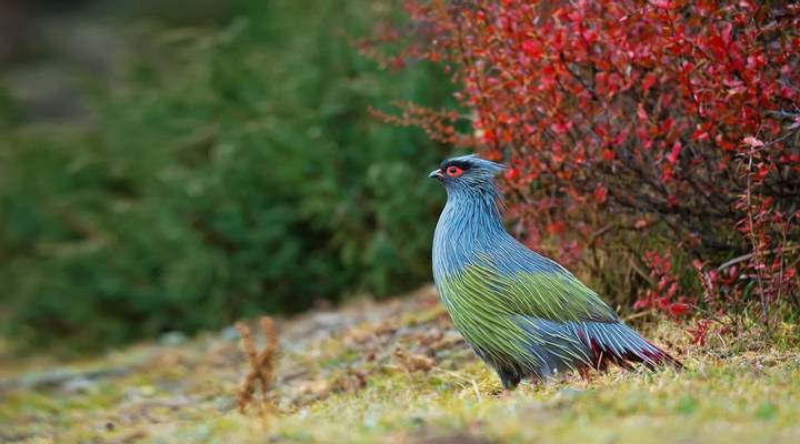 Blood Pheasant, Nepal Shutterstock 505055539