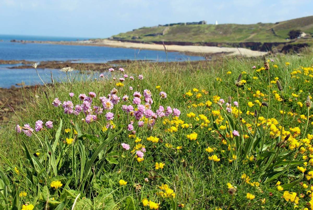 Coastal Flowers, Alderney