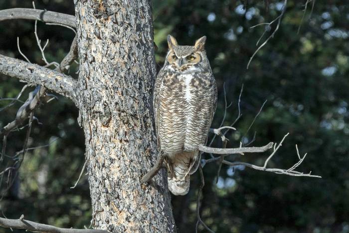 Great Horned Owl © Christopher Hutchinson