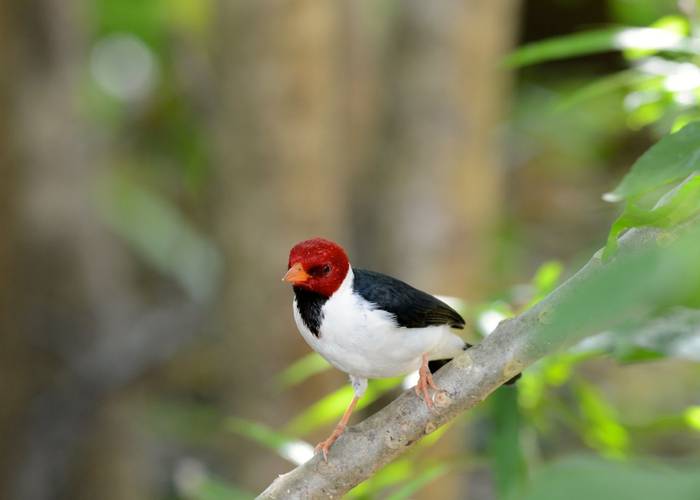Red Capped Cardinal (Stephen Woodham)