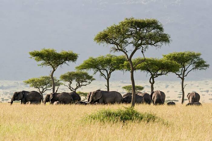 African Elephants, Kenya